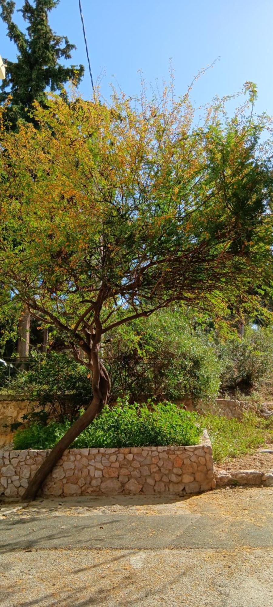 Athenian Asty Guesthouse Esterno foto